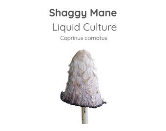 Shaggy Mane Mushroom Liquid Culture Syringe