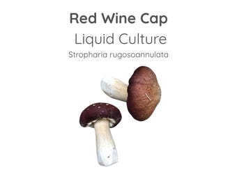 Red Wine Cap Mushroom Liquid Culture Syringe