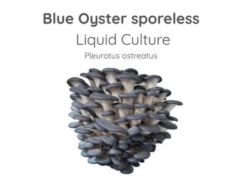 Blue Oyster Sporeless Mushroom Liquid Culture Syringe