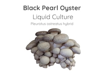 Black Pearl Oyster Mushroom Liquid Culture Syringe