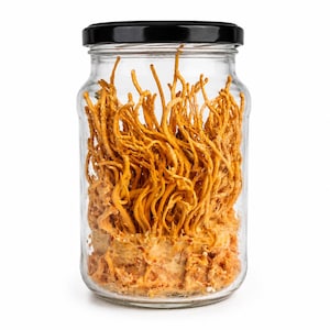 Cordyceps Militaris odlingskit