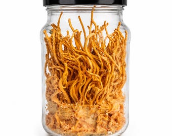 Cordyceps Militaris Growing Kit