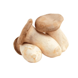 King Oyster Liquid Culture Pleurotus Eryngii Grow Mushrooms At Home With Instructions