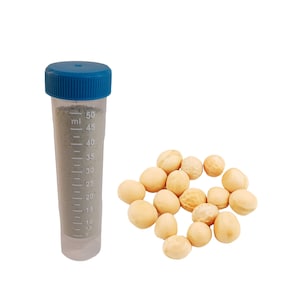 Tempeh Starter Yellow Pea Rhizopus Oligosporus Make Tempeh At Home