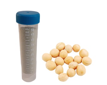 Starter de Tempeh Ervilha Amarela Rhizopus Oligosporus Faça Tempeh em Casa