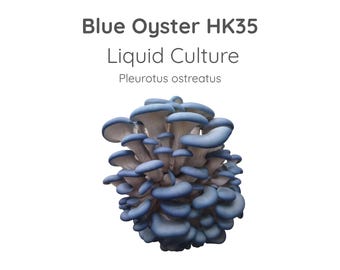 Blue Oyster H35 Mushroom Liquid Culture Syringe