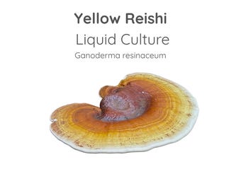 Yellow Reishi Mushroom Liquid Culture Syringe