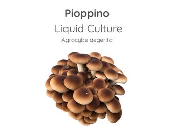 Pioppino Mushroom Liquid Culture Syringe