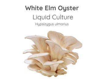 White Elm Oyster Mushroom Liquid Culture Syringe