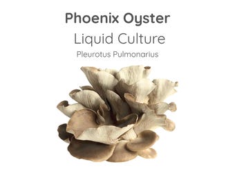 Phoenix Oyster Mushroom Liquid Culture Syringe