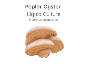 Poplar Oyster Mushroom Liquid Culture Syringe