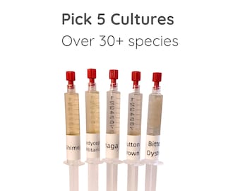 Pilz Flüssigkultur Spritze 5er Pack