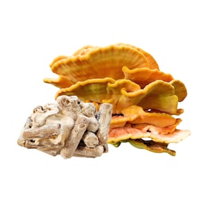 Può includere: Primo piano di un mucchio di funghi secchi. I funghi sono di colore arancione e giallo brillante. Ci sono anche alcuni pezzi bianchi di funghi secchi nel mucchio.