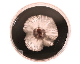 Agar powder mix for stong and fast mushroom mycelium