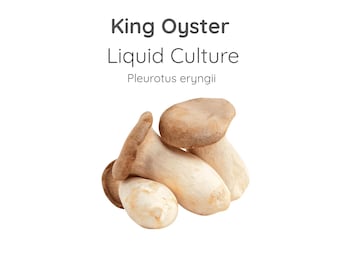 König Austernpilz Flüssigkultur Spritze