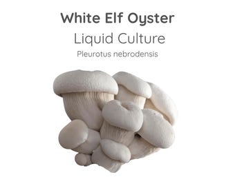 White Elf Oyster Mushroom Liquid Culture Syringe