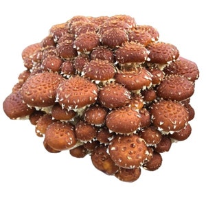 Chestnut Liquid Culture Pholiota Adiposa Grow Mushrooms At Home With Instructions
