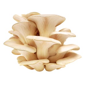 Tarragon Oyster Liquid Culture Pleurotus eunosmus Grow Mushrooms At Home With Instructions