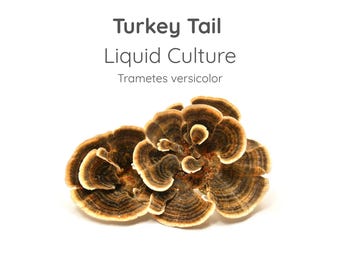 Turkey Tail Mushroom Liquid Culture Syringe