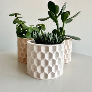 May include: Three potted plants in different sized white and beige ceramic planters with a honeycomb pattern. The plants are a succulent, a jade plant, and a trailing plant.