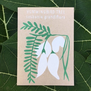 Kolibribaum-Samenpackung, 30 Samen