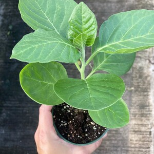Ashwagandha Live Plant afbeelding 4