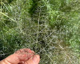 Bronze Fennel (Foeniculum Vulgare ‘Purpureum’) Live Plant – Copper Fennel, Smoky Fennel