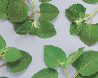 May include: Overhead shot of several green leaves with serrated edges and visible veins, arranged on a light gray background. The leaves are attached to thin, brown stems, creating a natural, organic pattern.