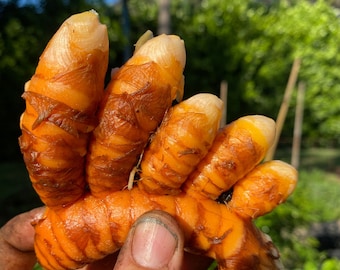 May include: Close-up of fresh turmeric root, held in a hand. The turmeric has a vibrant orange color with a textured, segmented appearance. The tips are a lighter, almost white color. The background is blurred, showing green foliage.