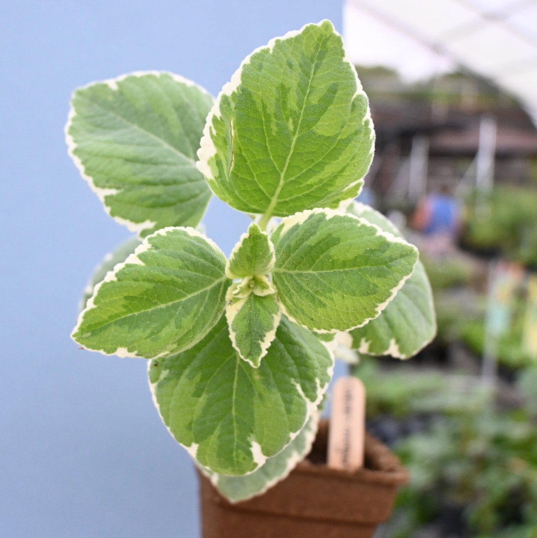 Variegated Cuban Oregano Live Plant Etsy