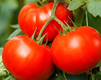 May include: Close-up of three ripe, red tomatoes on the vine. The tomatoes are round and smooth, with a vibrant red color. Green stems and leaves surround the tomatoes, creating a natural and fresh appearance. The image highlights the freshness of the produce.