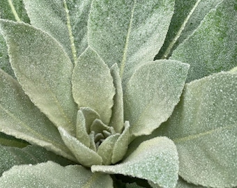 May include: Close-up of a plant with large, soft, silvery-green leaves. The leaves have a velvety texture and are covered in tiny droplets, creating a frosted appearance. The plant's center is a cluster of tightly packed leaves.