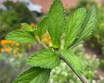 Lippia Alba Live Plant