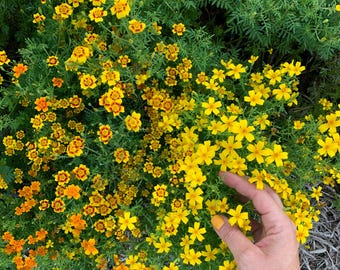 May include: A vibrant display of yellow and orange flowers with a hand gently touching the blooms. The flowers have a mix of solid yellow and yellow with red centers. The foliage is a deep green, creating a striking contrast.