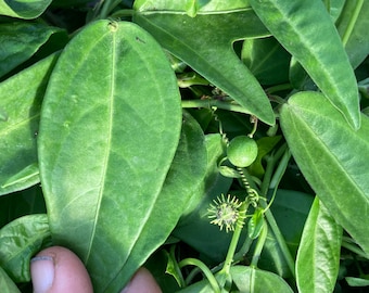 May include: Close-up of green passionflower leaves and a small, round, green fruit. The leaves are large and veined, with a few small flowers and tendrils visible. The image is taken from a slightly elevated angle.