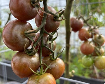 May include: A close-up of a cluster of ripe, dark brown tomatoes on the vine. The tomatoes have a smooth, round shape and are attached to green stems with small leaves. Some tomatoes are still green.
