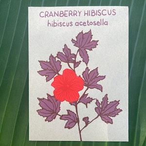 Cranberry Hibiscus Seed Packet, 10 seeds