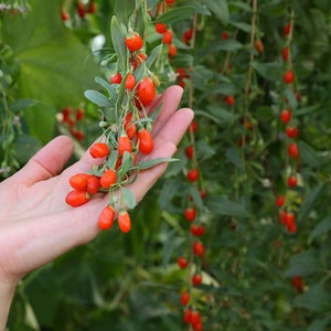 Goji Berry Live Plant