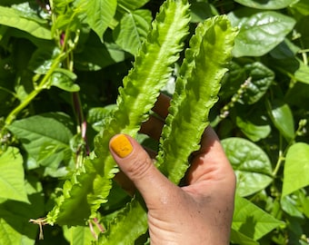 Day Neutral Winged Bean (Psophocarpus Tetragonolobus) Live Plant - Vietnamese Dragon Bean, Asparagus Pea, Goa Bean
