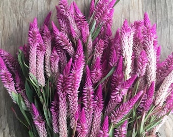 Celosia aka Lagos Spinach (Celosia argentea var. spicata) Live Plant - Flamingo Feather, Ruby Parfait