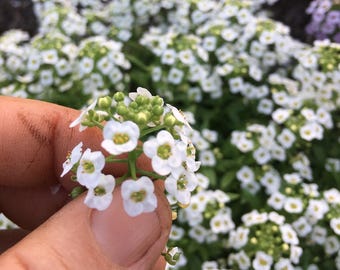 May include: Close-up of small white flowers with yellow centers, held in a hand. The flowers are in full bloom, with a blurred background of more white flowers. The image highlights the delicate details of the blossoms.