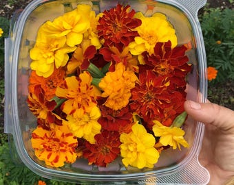 May include: A clear plastic container filled with vibrant marigold flowers in shades of yellow, orange, and red. The flowers are tightly packed, showcasing their layered petals. The container is held by a hand, with a blurred green background.