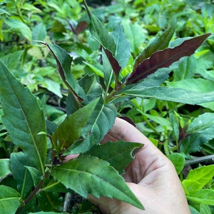 Okinawa Spinach Live Plant