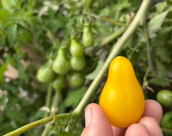 Yellow Pear Tomato (Solanum Lycopersicum) Live Plant - Beam's Yellow Pear Tomato, Cocktail Pear Tomato