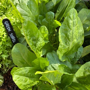Garden Sorrel (Rumex Acetosa) Live Plant - Spinach Dock, Acedera, Large Leaf Sorrel