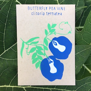 Clitoria, ook bekend als Butterfly Pea Vine Seed-pakket, 30 zaden