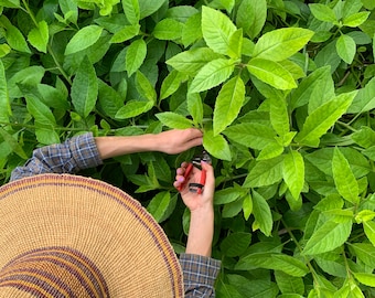 Longevity Spinach (Gynura Procumbens) Live Plant - Cholesterol Spinach, Leaves of the Gods