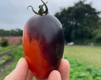 May include: A close-up of a plum tomato held in a hand. The tomato is a deep red at the bottom, transitioning to orange and then a dark purple at the top. Green stem and leaves are visible.