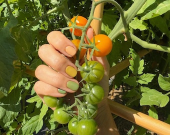 May include: A hand with a manicure in shades of peach, yellow, and green holds a cluster of green and orange cherry tomatoes. The tomatoes are on the vine, with green leaves and a wooden support structure in the background. The image is taken outdoors in natural light.