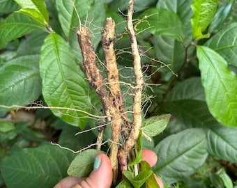 May include: Close-up of several brown roots with visible root hairs, held against a backdrop of lush green leaves. The roots have a rough texture and varying shades of brown. The leaves are a vibrant green, creating a natural, earthy composition.